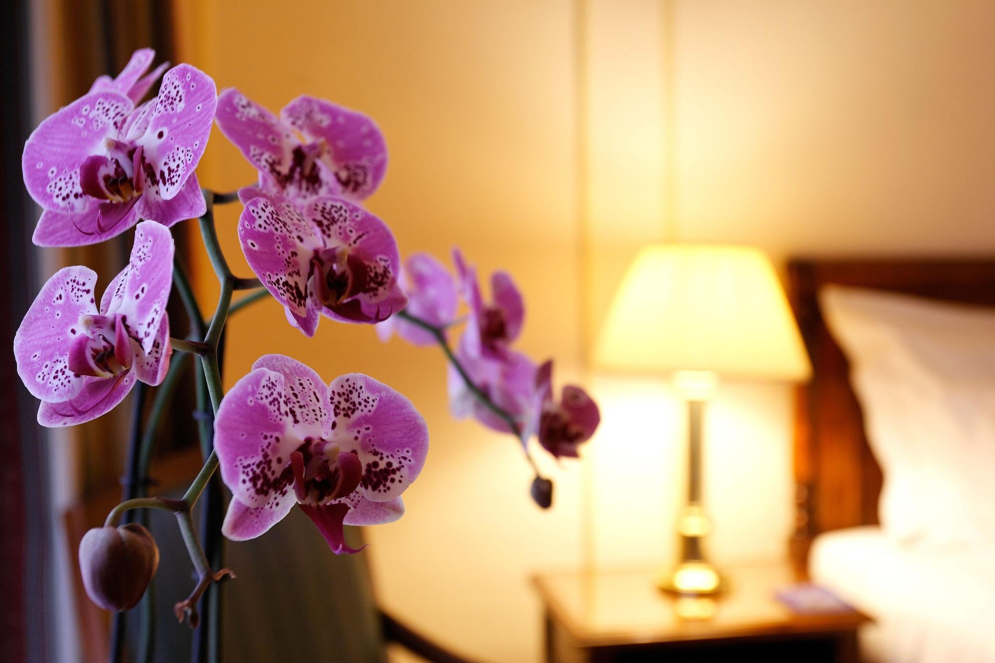 Hotel Le Plaza Brusel Exteriér fotografie The photo features a close-up of a beautiful orchid with vibrant purple petals in the foreground. In the background, there is a softly lit bedside lamp and a part of a bed with white bedding. The overall ambiance suggests a cozy and inviting room set