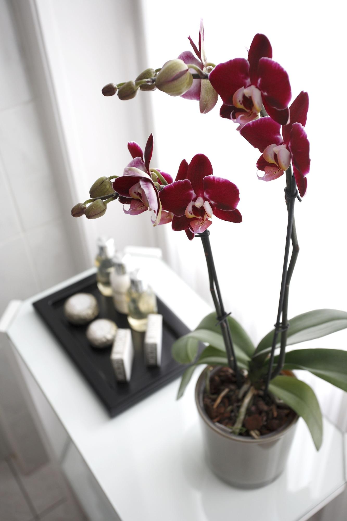 Hotel Le Plaza Brusel Exteriér fotografie The photo features a close-up of a vibrant orchid plant with red flowers. The orchid has several blooms and green leaves. In the background, there's a tray with various bottles and containers, likely containing beauty or spa products. The setting app